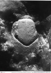 Historisches Foto von Ammopylocheles mclaughlinae (Van Bakel et al., 2008) (NHMW-AFW-GEO-BACHMAYER-FOTO-1990-0041-3811)
